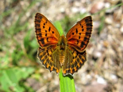 Lycaena (Heodes) virgaureae