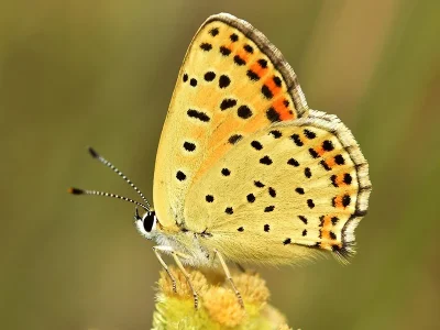 Lycaena (Heodes) tityrus