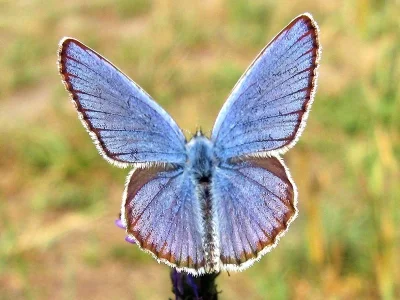 Plebejus (Lycaeides) argyrognomon