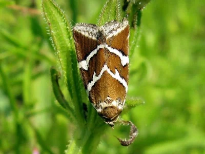 Deltote bankiana