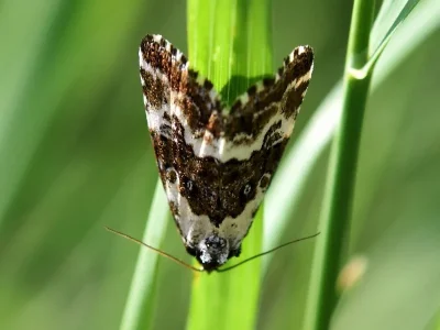 Deltote deceptoria
