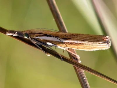 Agriphila tristella