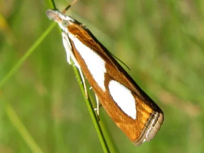 Catoptria pinella