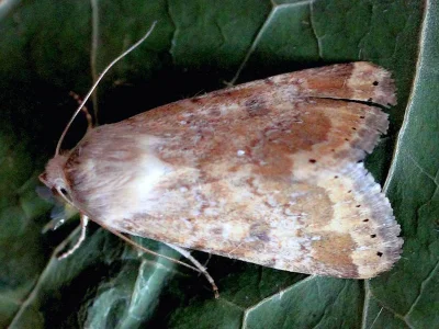 Heliothis (Heliothis) nubigera