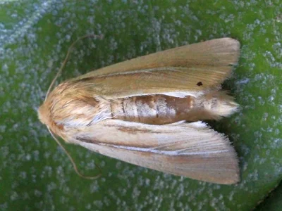Mythimna (Hyphilare) litoralis