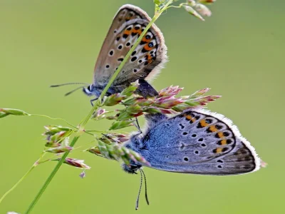 Plebejus (Plebejus) argus