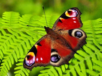 Aglais io