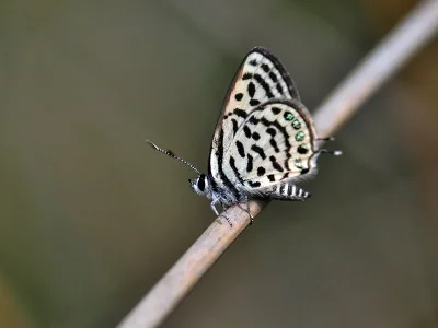 Tarucus balkanica
