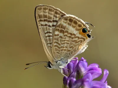 Lampides boeticus