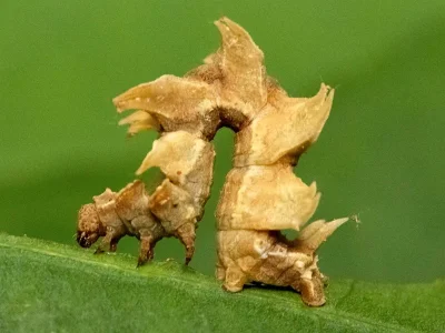 Eucyclodes pieroides