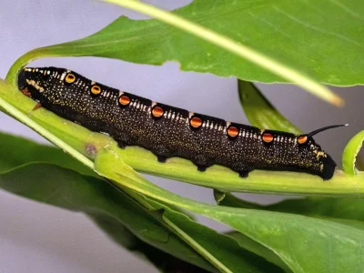 Theretra oldenlandiae