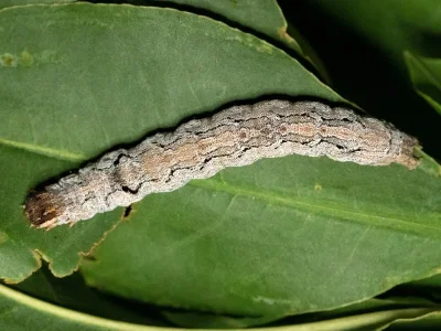 Dermaleipa microrrhoea