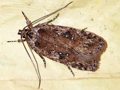 Agonopterix ciliella
