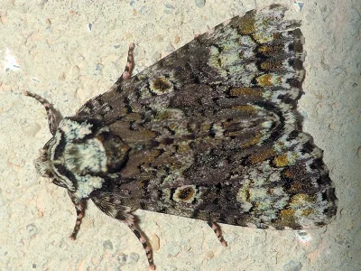 Craniophora ligustri