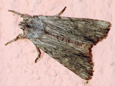 Lithophane (Prolitha) leautieri