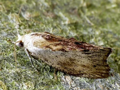Galleria mellonella