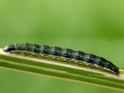 Loxostege sticticalis