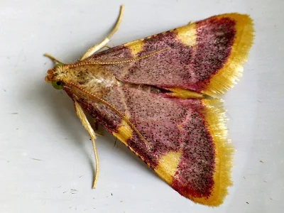Hypsopygia costalis