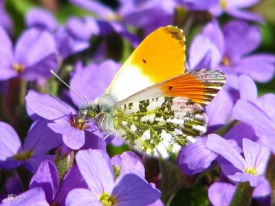 Anthocharis (Anthocharis) cardamines