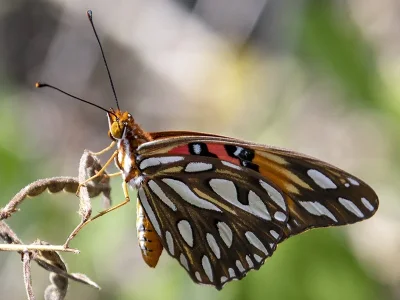 Dione (Agraulis) vanillae
