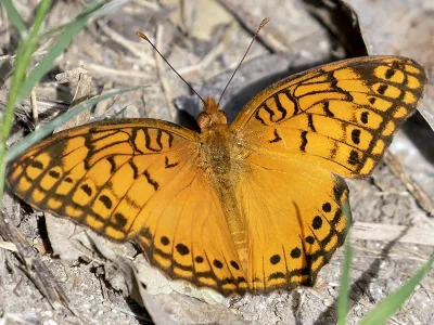 Euptoieta hegesia
