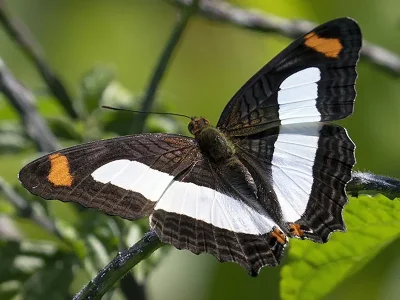 Adelpha iphicleola