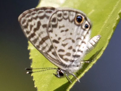 Leptotes cassius