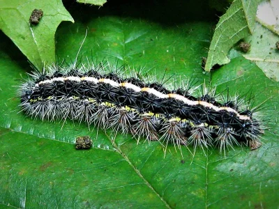 Callindra principalis