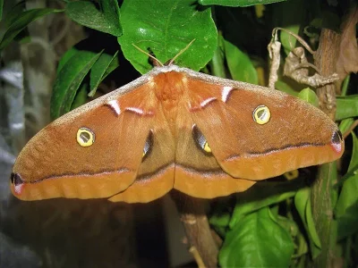 Antheraea (Telea) polyphemus