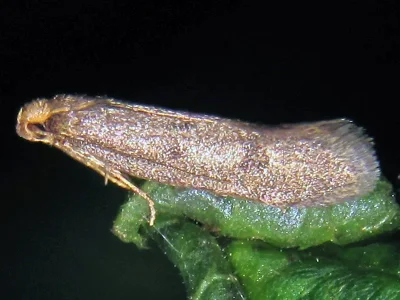Agnoea (Agnoea) flavifrontella