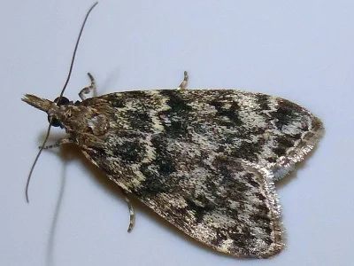 Eudonia truncicolella