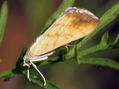 Evergestis extimalis