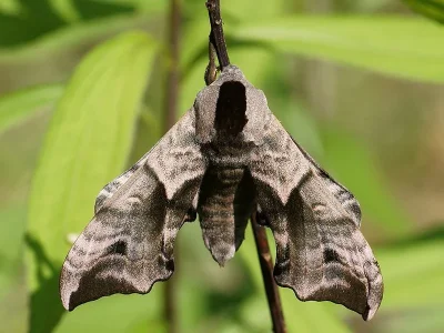 Smerinthus ocellata