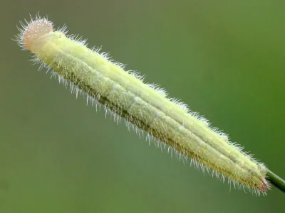 Melanargia (M.) galathea