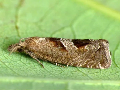 Epiblema junctana
