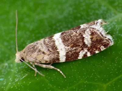 Epinotia fraternana