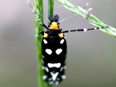 Euplocamus anthracinalis