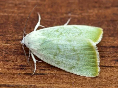 Earias vernana