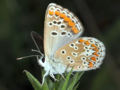 Aricia (Aricia) agestis