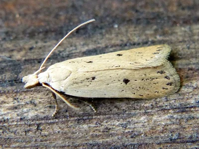 Nothris verbascella