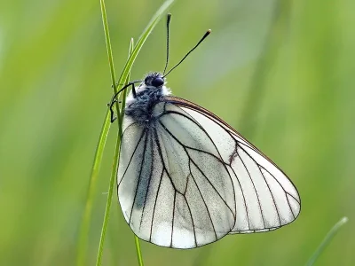Aporia crataegi
