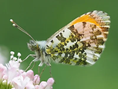 Anthocharis (Anthocharis) cardamines