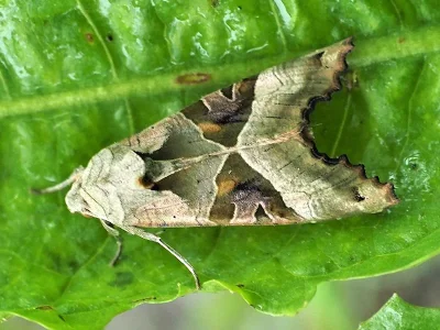 Phlogophora meticulosa