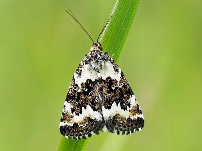 Deltote deceptoria