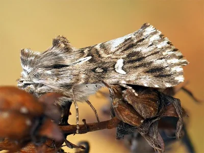 Calophasia lunula