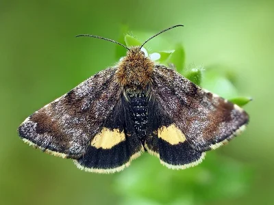 Panemeria tenebrata