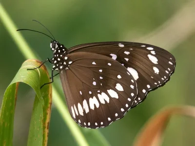 Euploea core