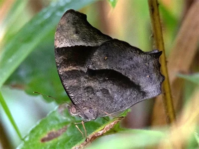 Melanitis leda