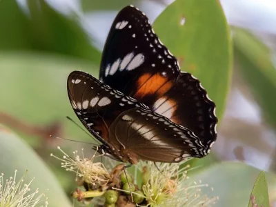 Hypolimnas bolina