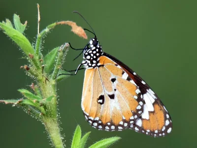 Danaus petilia